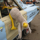 Illustration for article titled 24 Hours Of LeMons Arse Freeze-A-Palooza Über Gallery: The Lone Wolves